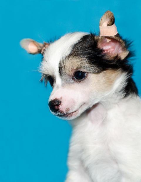 Lutezar iz Strany Kutha