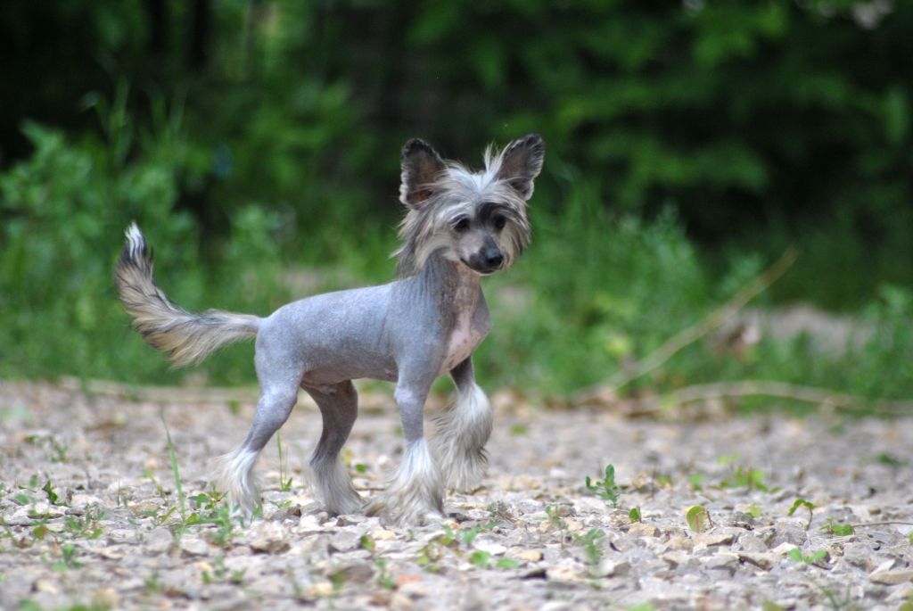 Grand Sunlife Seagram's Crown Royal