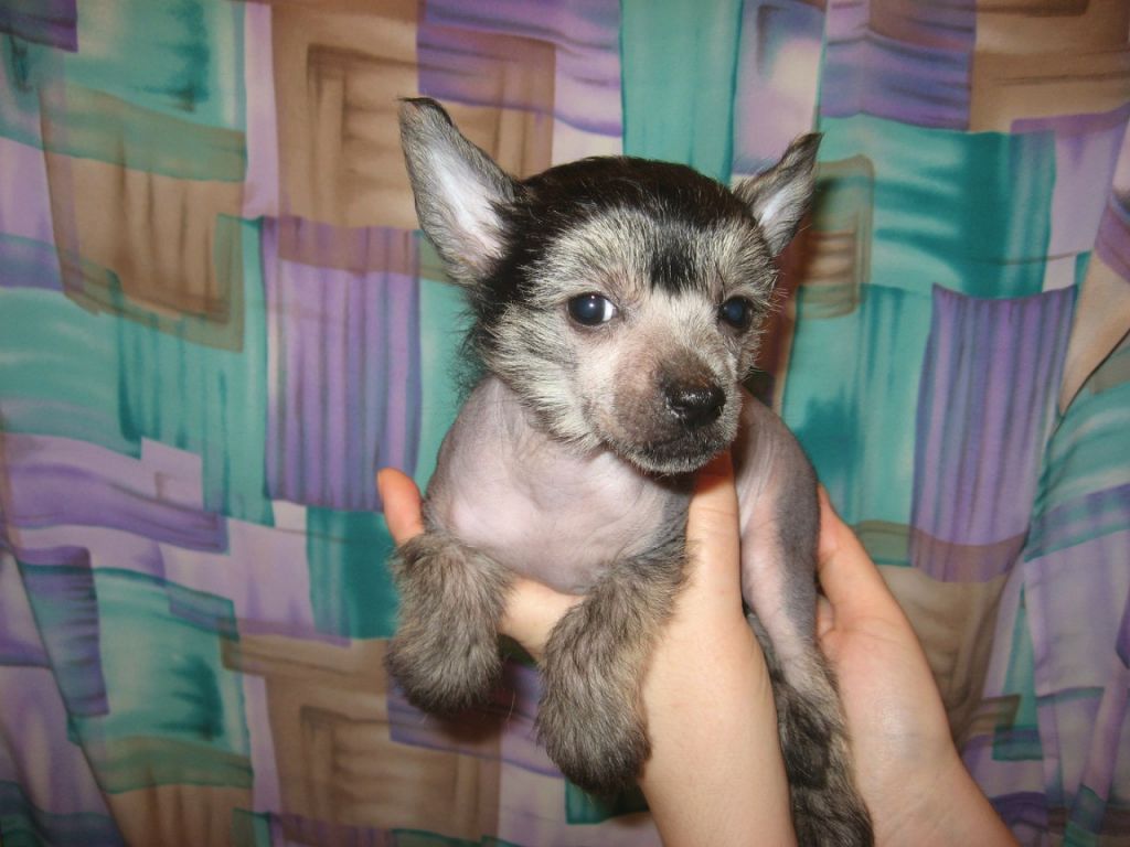 Villette Virsal Joli