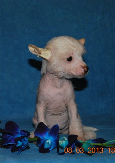 Mashama Mazi Rus Rehanie Kamilie