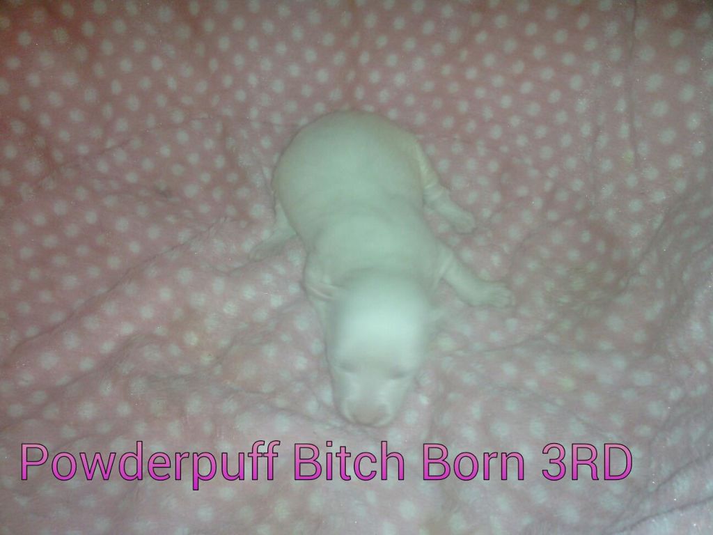 ByDezign Puff Female born 3rd