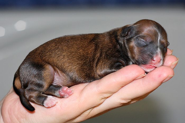 Status Imperial Delight Cola Twist