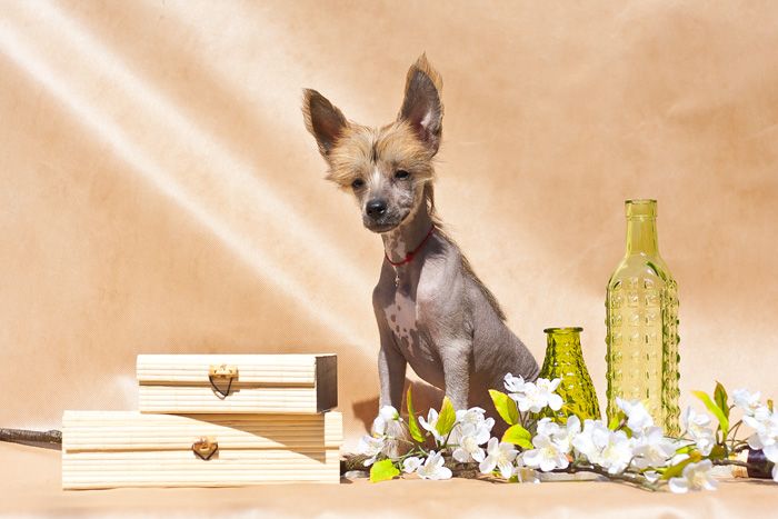 Status Imperial Darius Fantastic