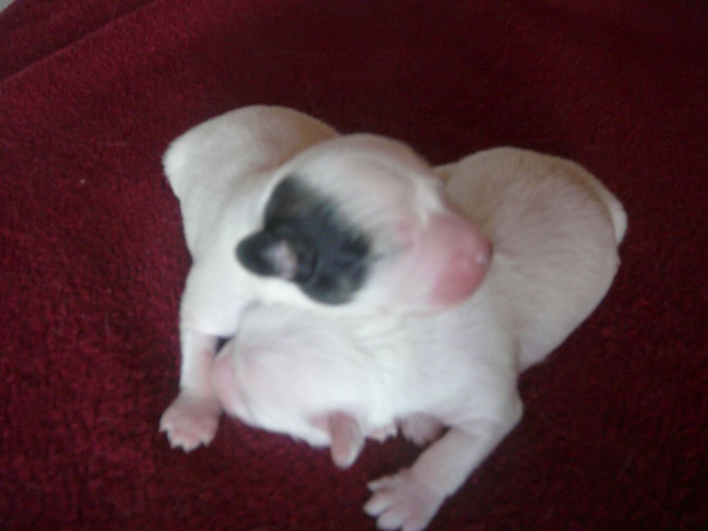 Krasotka Star Isla Bonita