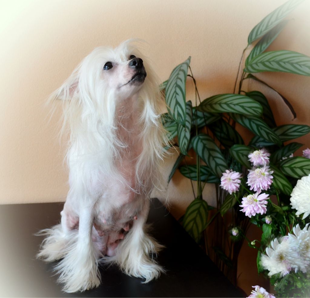 Nevskiy Favorit Edzhina