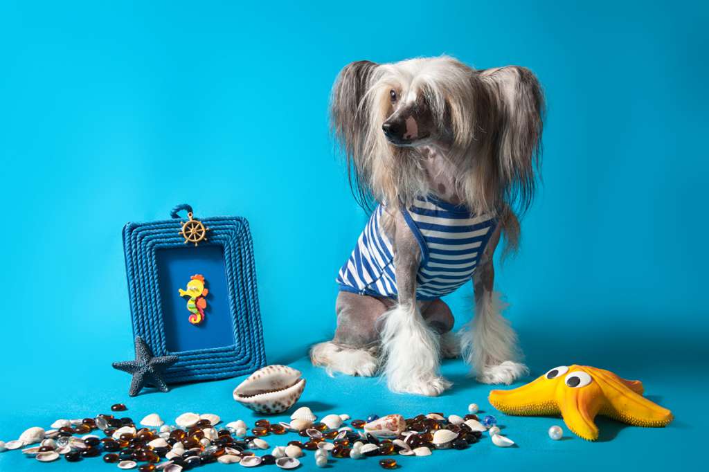 Fantastik Kashmir Honda-Lin