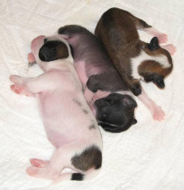 Fantastik Kashmir......