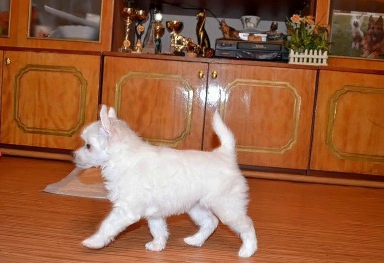 Fantasia Moy Zhenshen