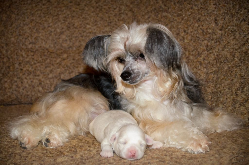 Shelcovij Shlejf Unia