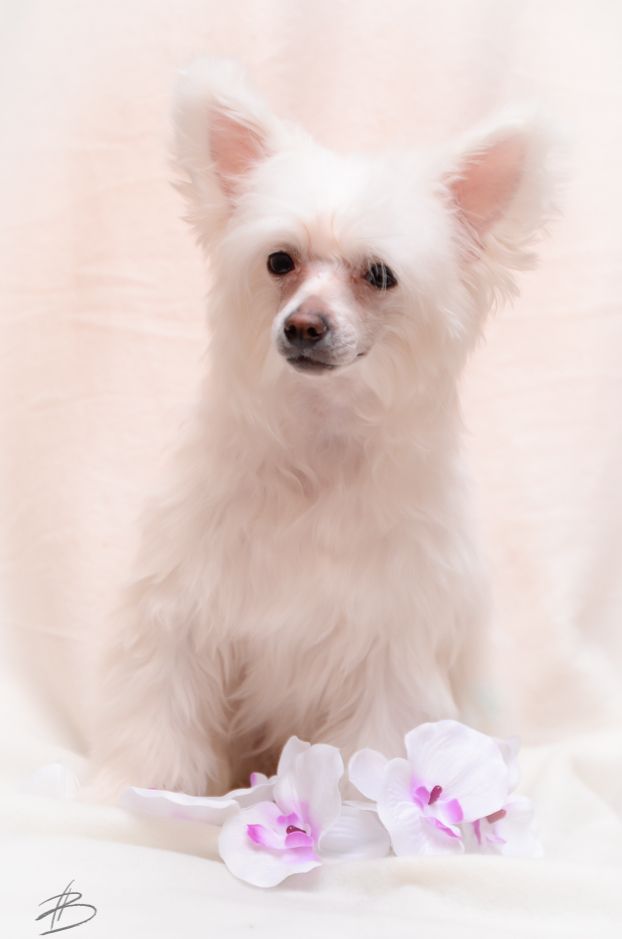 Star Beauty Vanil'noye Oblako