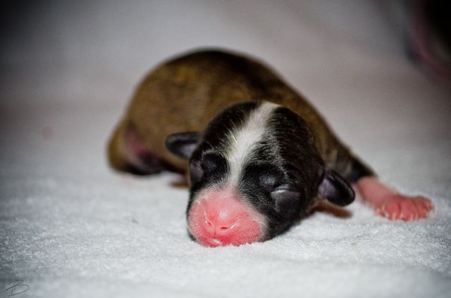 Star Beauty Valensiya Opernaya Diva