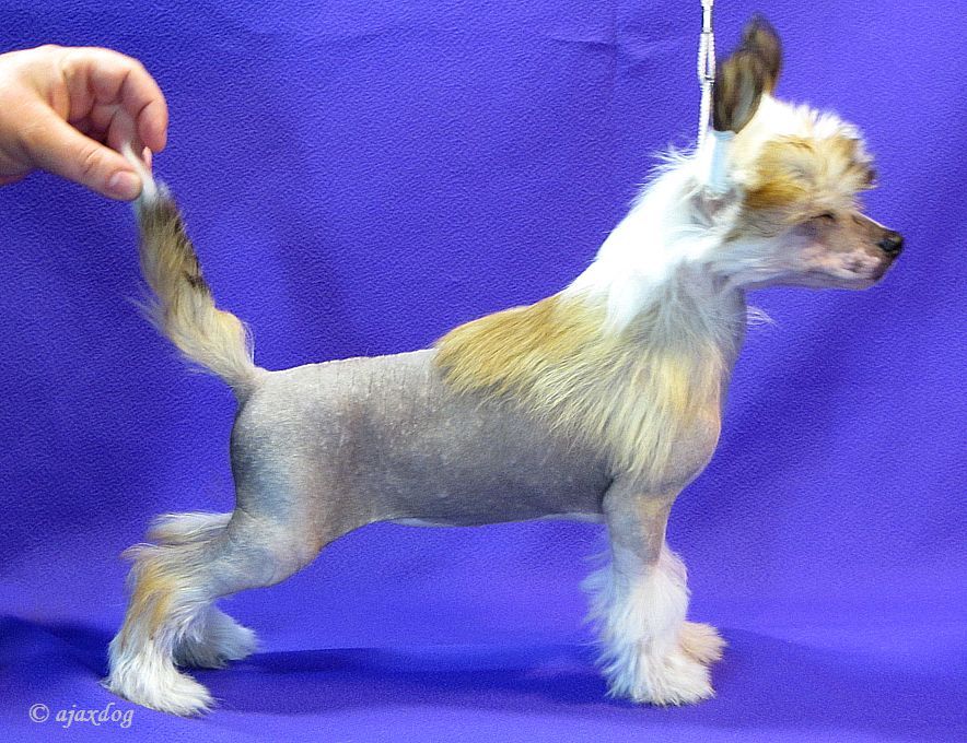 Barbariska  iz Jablonevogo Sada