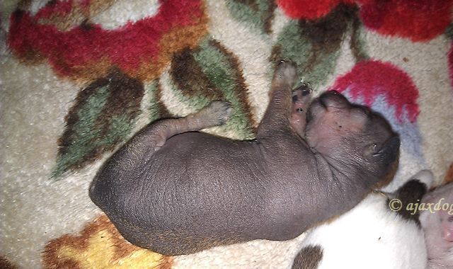 B........z Jablonevogo Sada