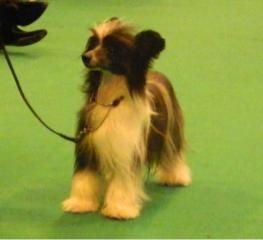 pufflepaws chanelly no five