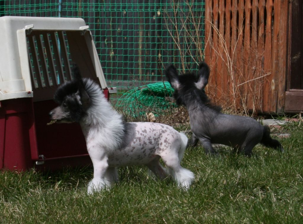 Sky Miracle Zeri My Dream