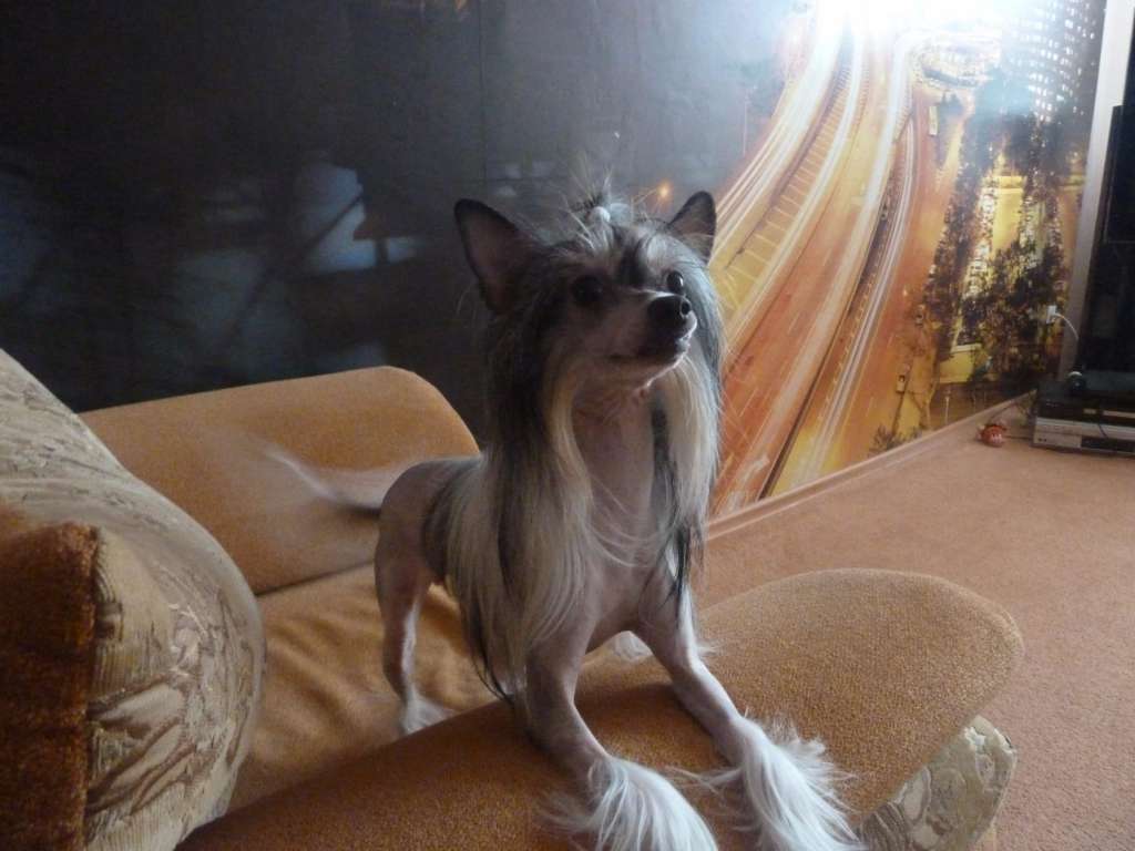 Naimuluna Line Panna Kotta