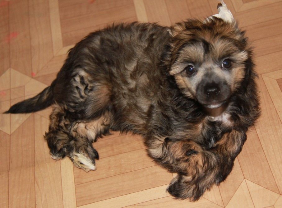 Ad'yutant ego Prevoshoditel'stva Al'bukok