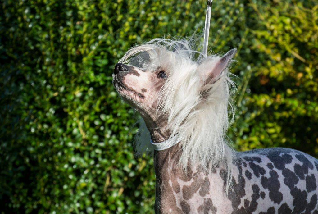 Be My Dog's Eight Ball