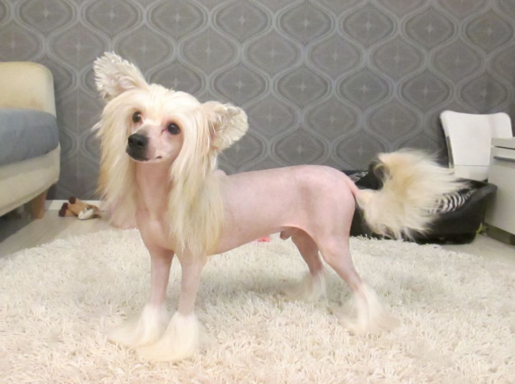 Naked Stars Chunky Monkey