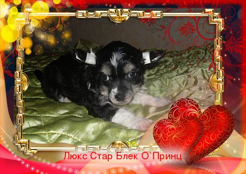 Lux Star Black O'Princh