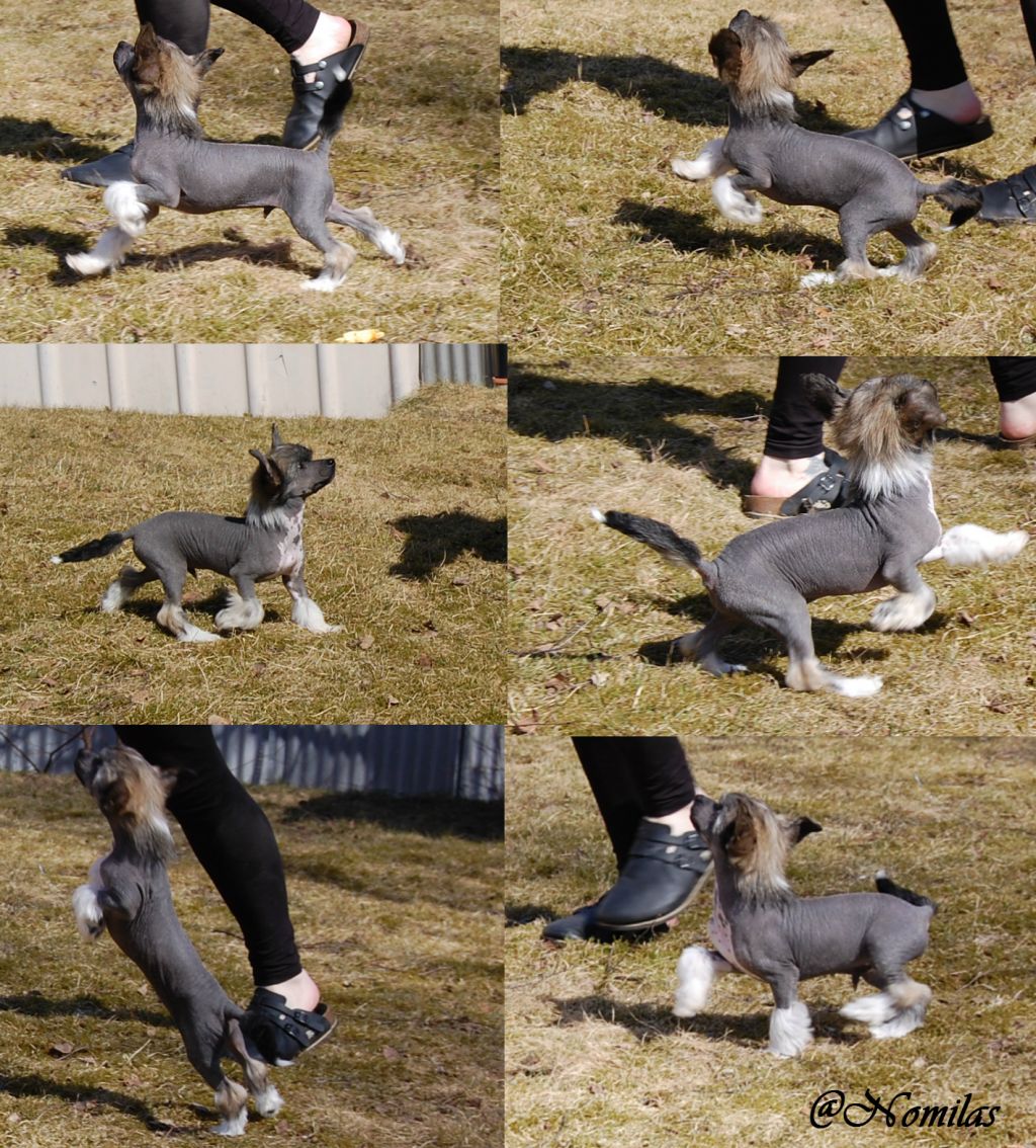 Nomilas Delusion Is A Dream