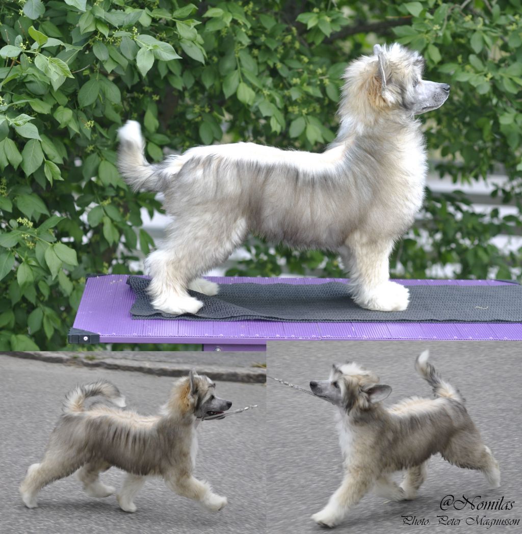 Nomilas Dolls Not Just For Girls