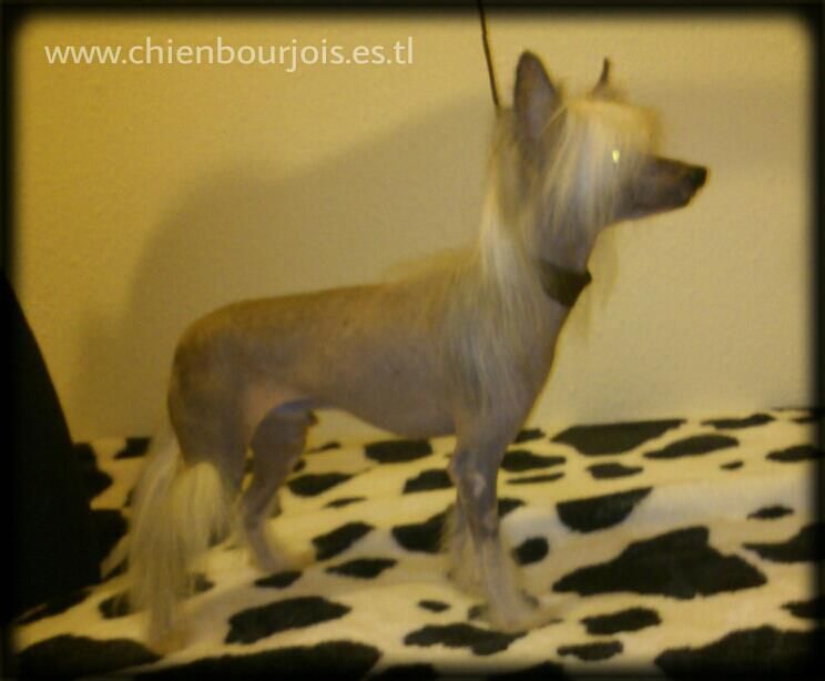 Garfield de Maienzia