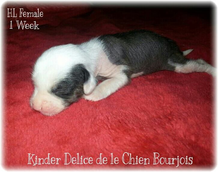Kinder Delice de le Chien Bourjois