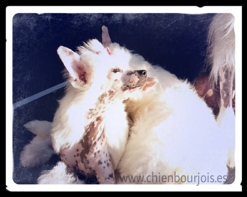 Lupita de le Chien Bourjois