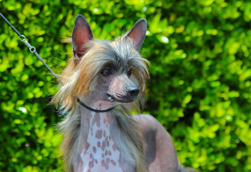 Olivera's No Shame In This Game HL