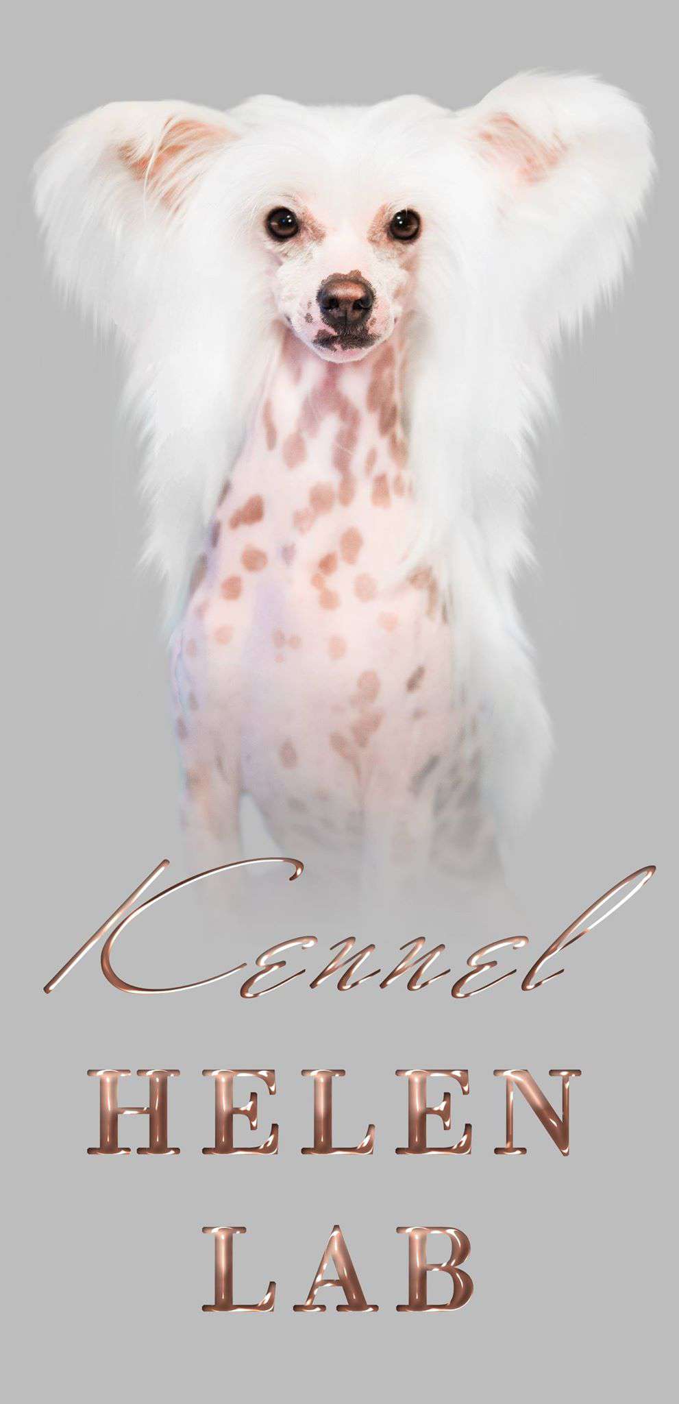 Apriori Vip Gremlin Minodora