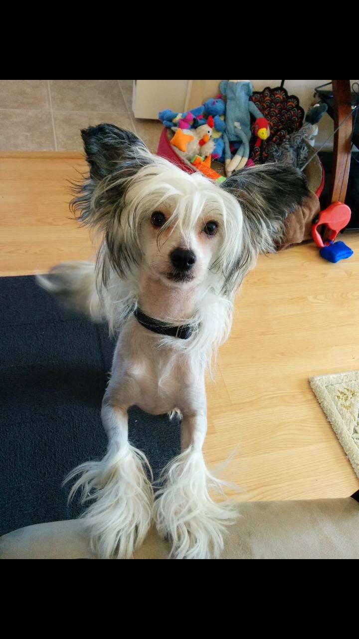 Maximilla's Absolute Like Dad