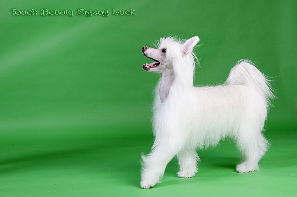 Touch Beauty Zigzag Luck