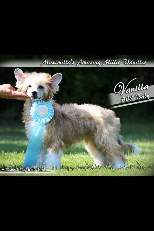 Maximilla's Amazing Millie Vanillie