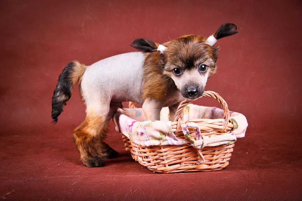 Infant Prodigy Zhepress