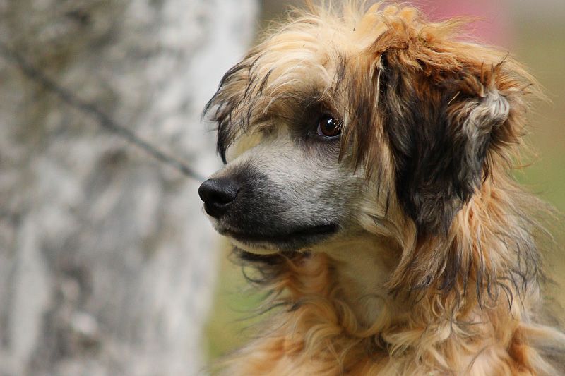 Infant Prodigy Zhen'shen'