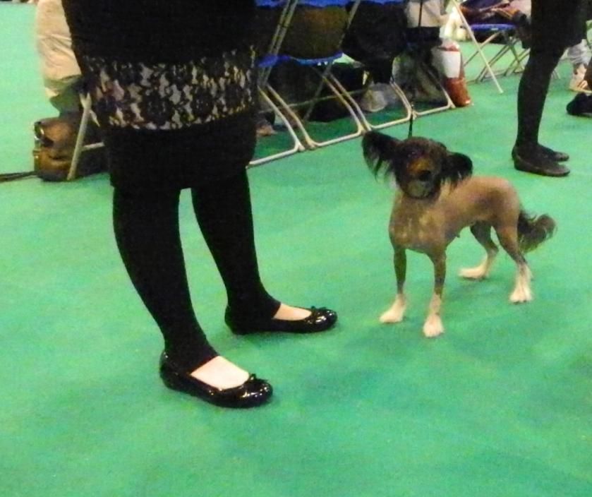 Lospoochinos Fizzy Pop