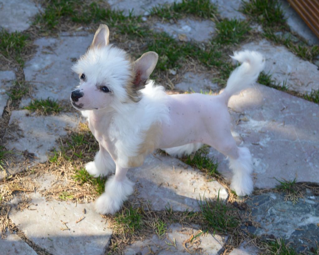 Alessandro von Shinbashi