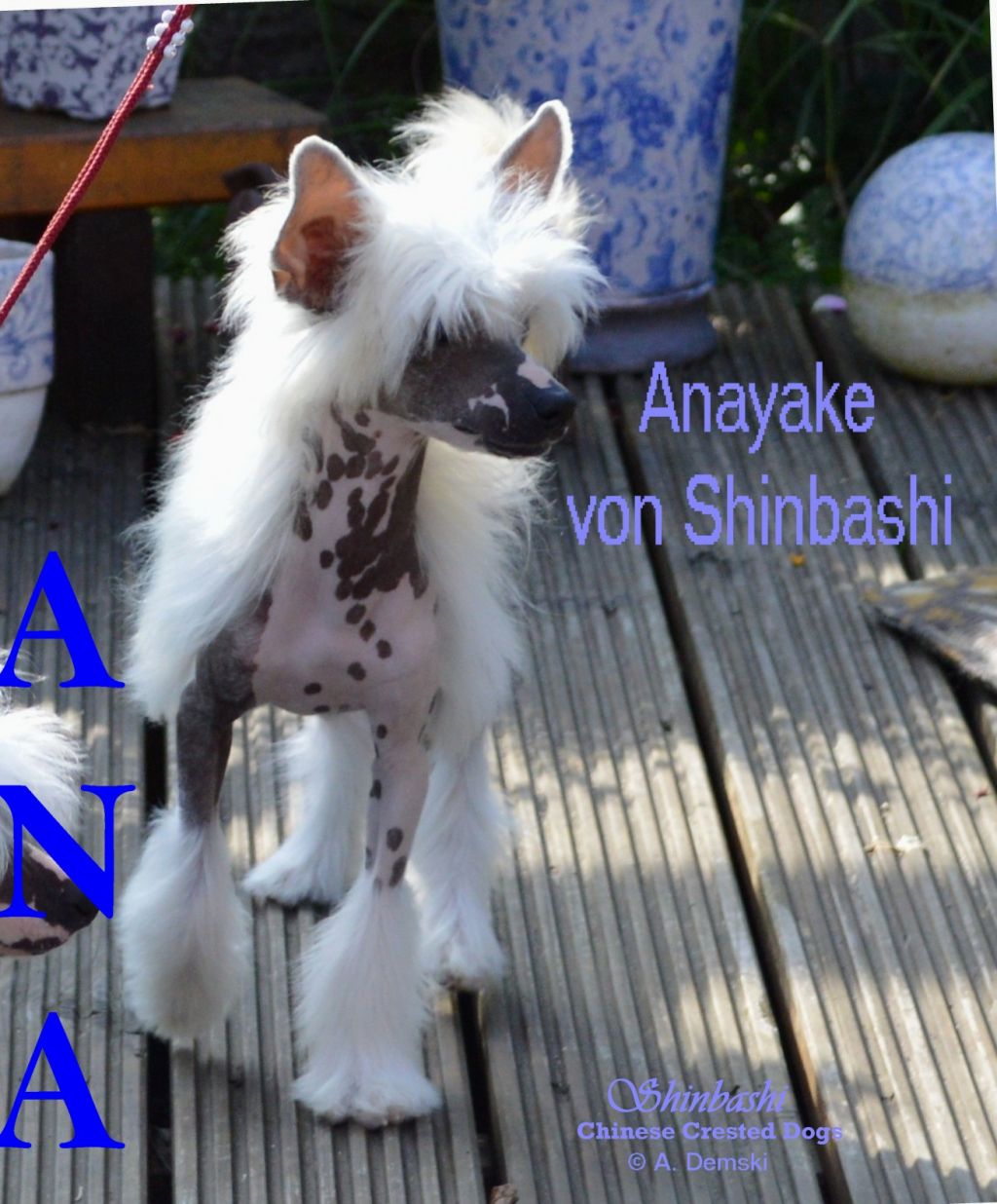 Anayake von Shinbashi