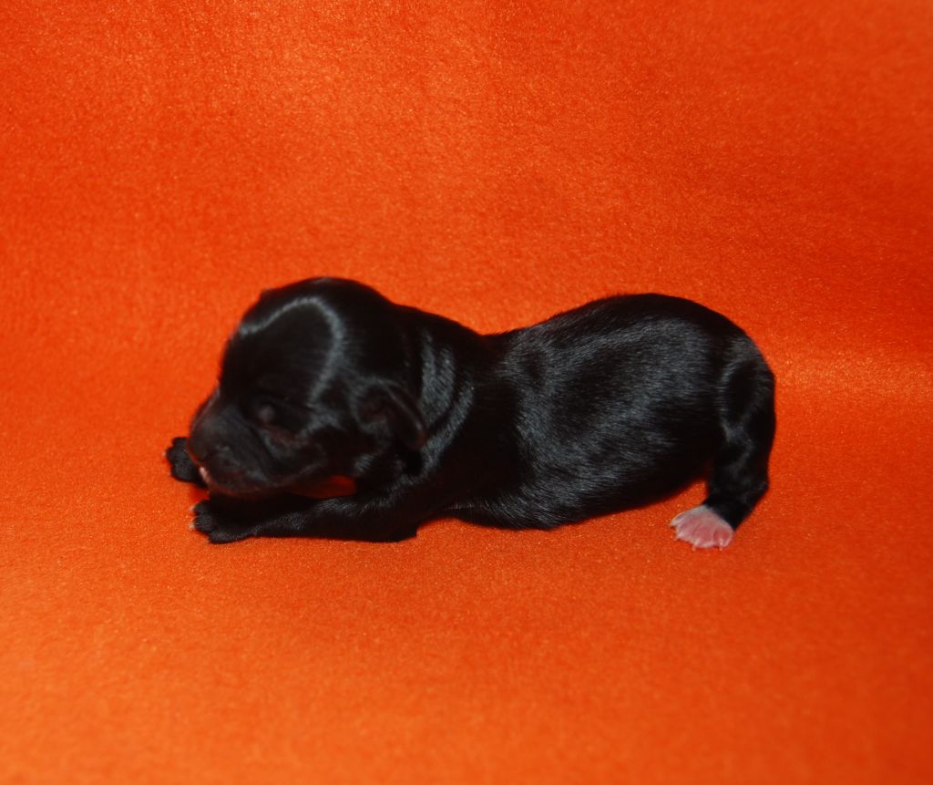 Orero Lovely Diego Ribas