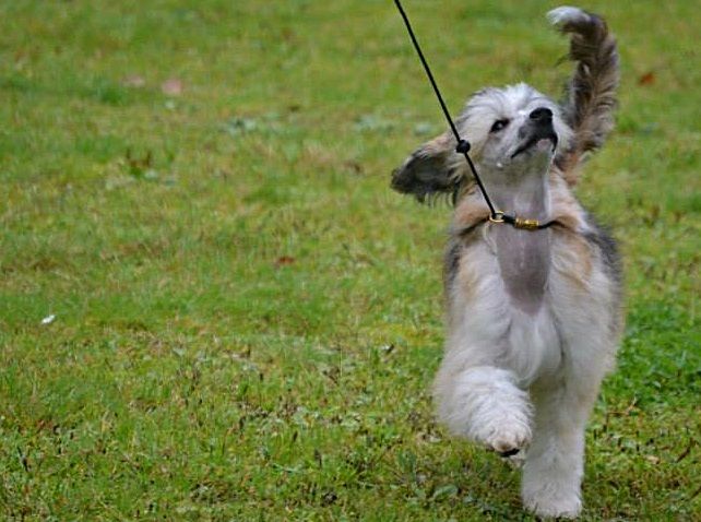 Curlycrest's Dogs Of War