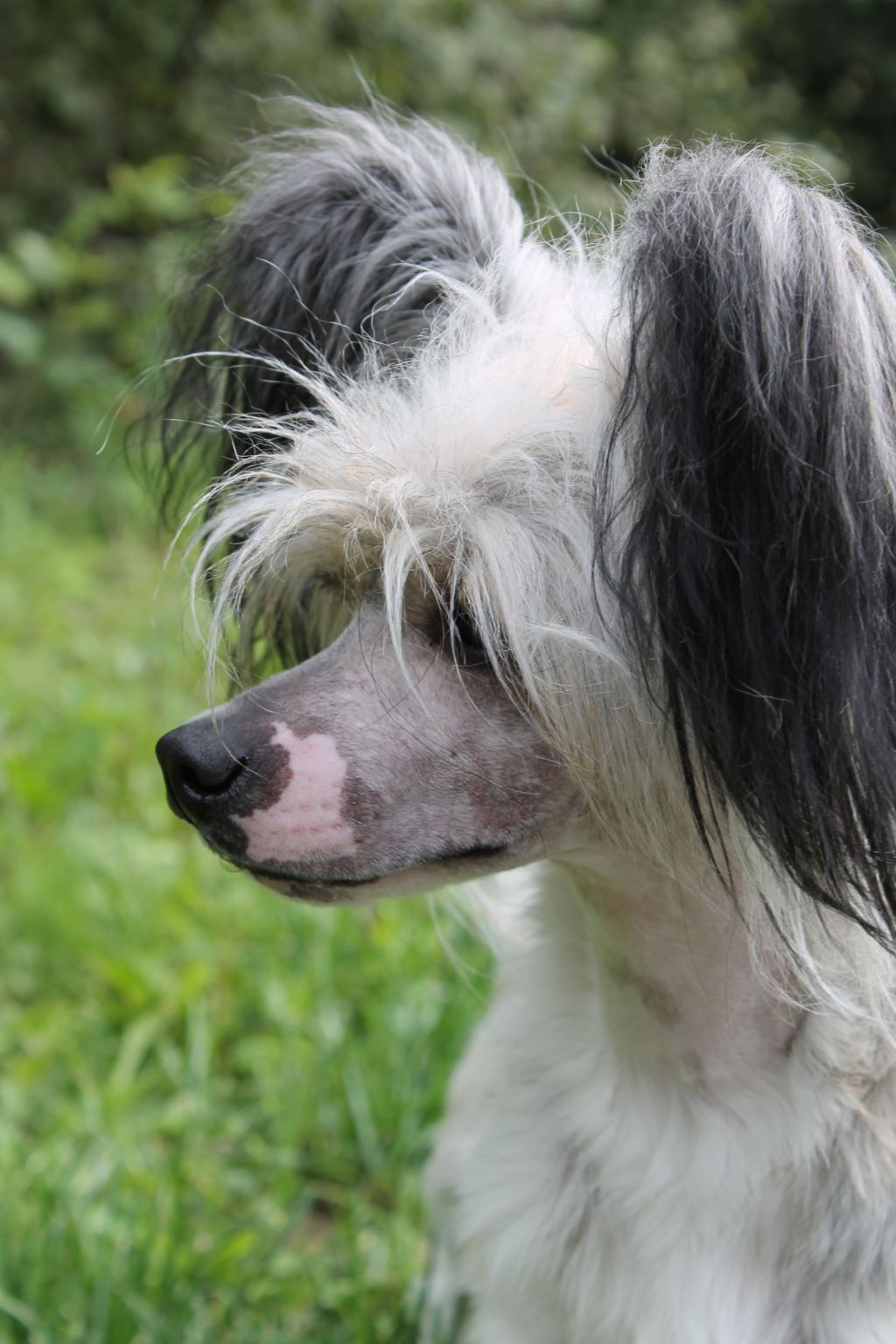Curlycrest's Seamus