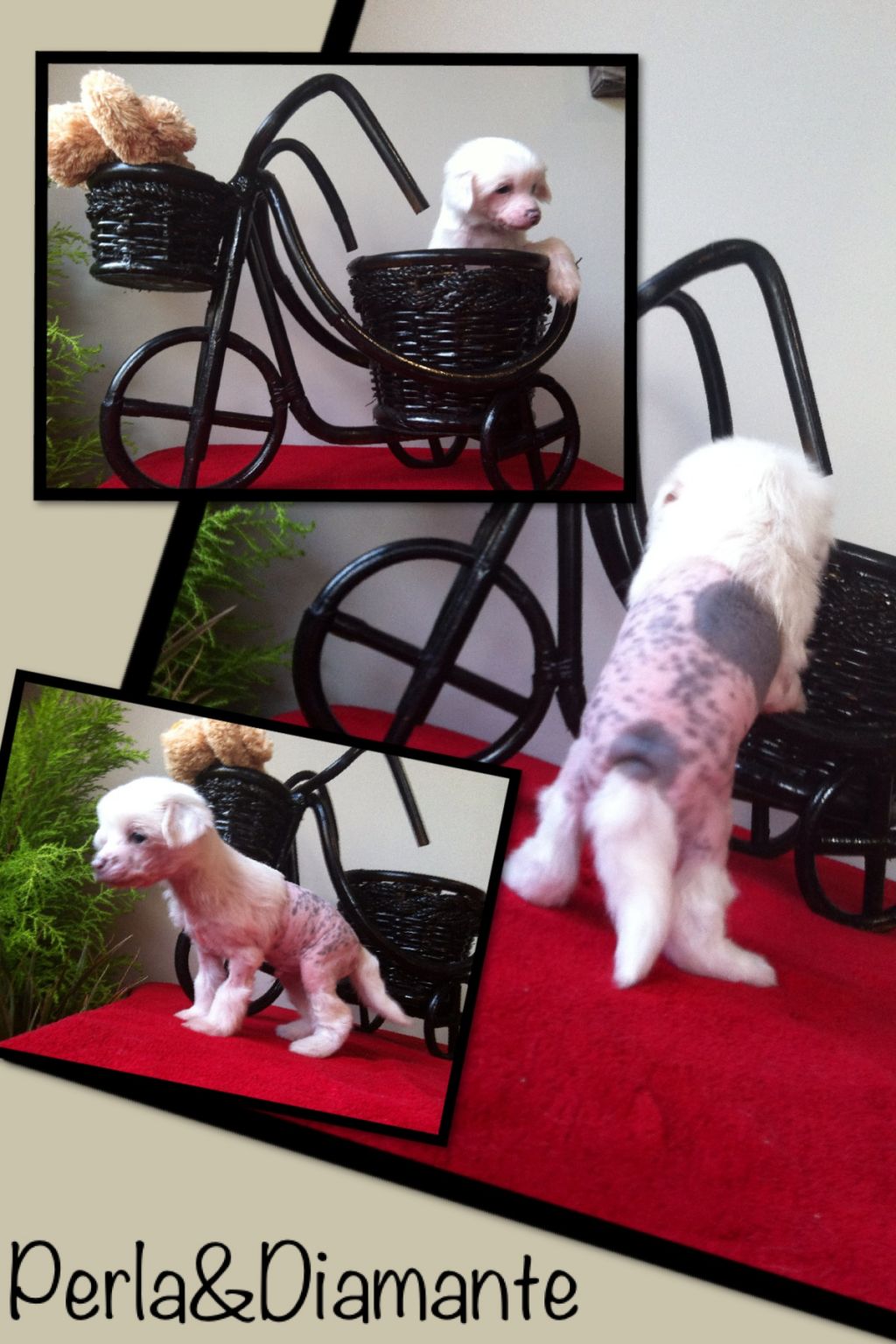 Cadillac de Perla y Diamante