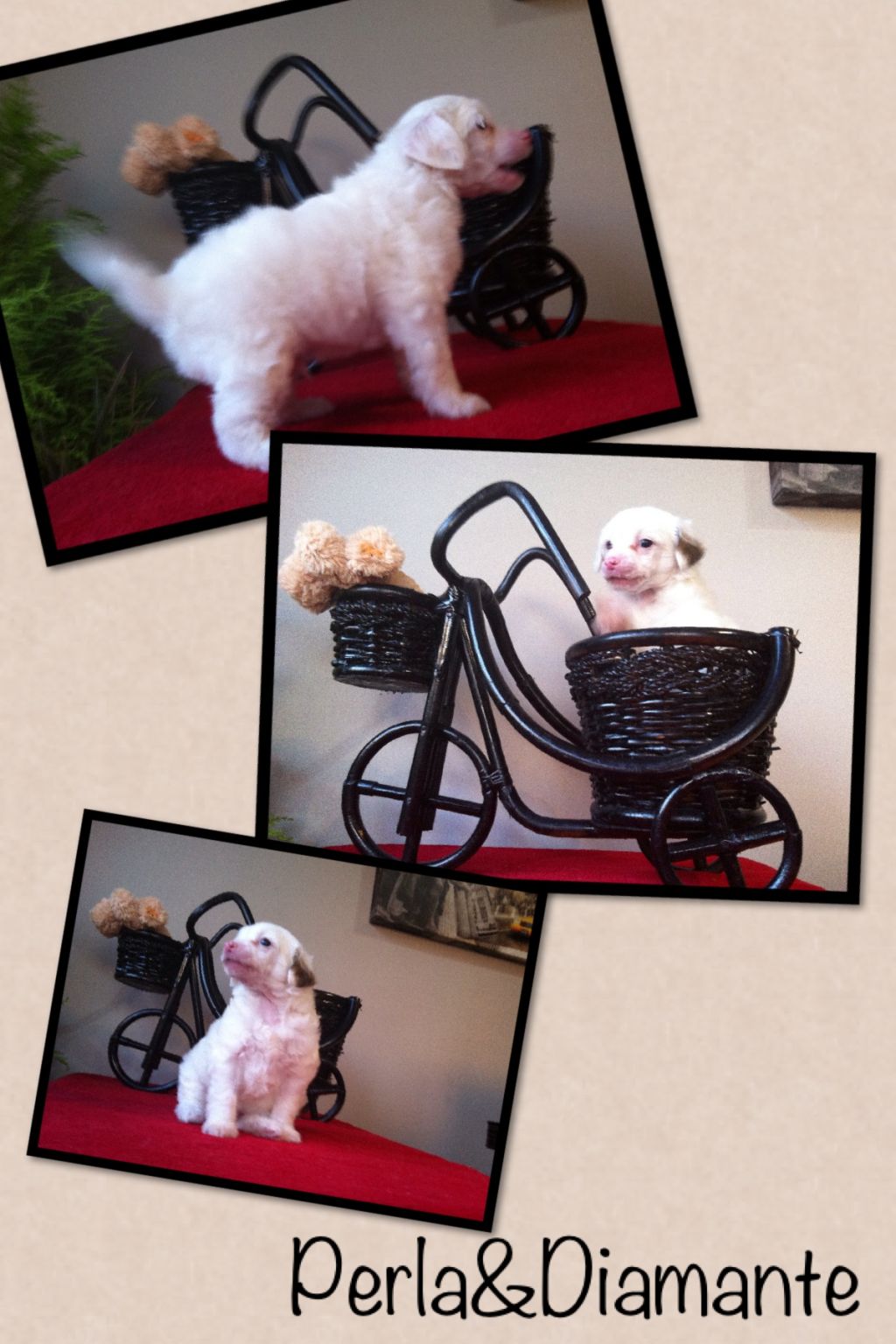 Maximus de Perla y Diamante