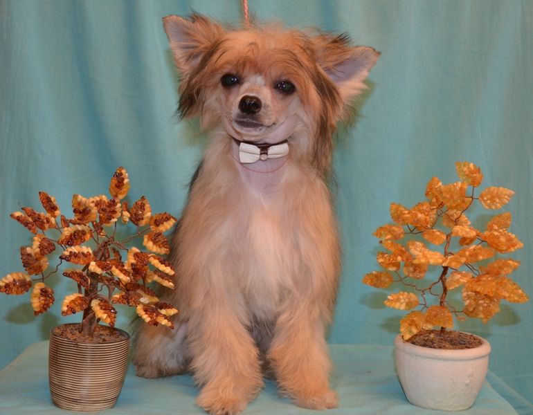 GOLLEND Oliverio Galeron