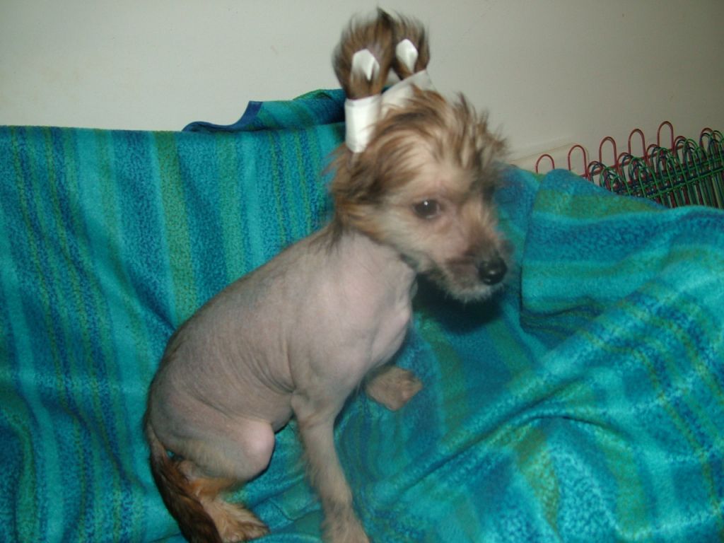 Dunkan von Cinese Lily