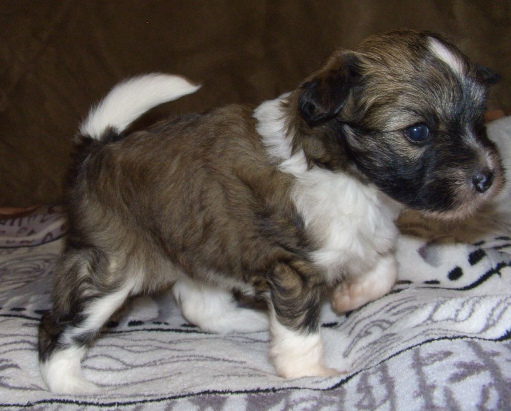 Super Star Zakadychnyi Drug