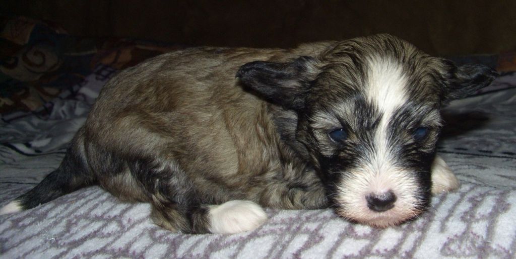 Super Star Zefir V Shokolade