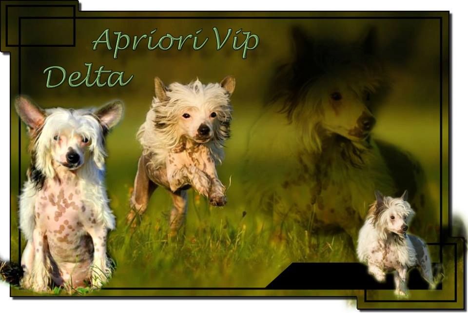 Apriori Vip Delta