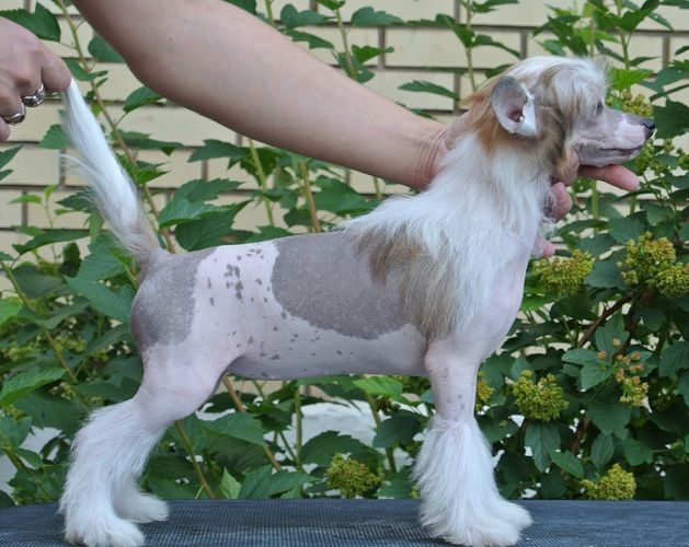 Apriori Vip Dance of  Fire